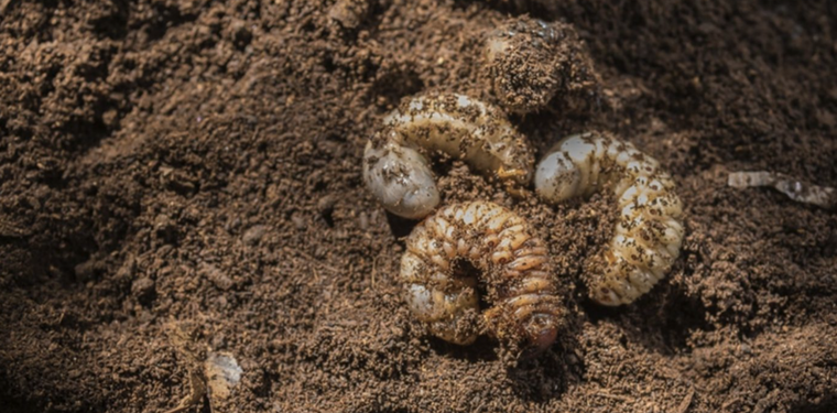 Estas larvas de escarabajo dañan las raíces de las plantas Foto: Shutterstock