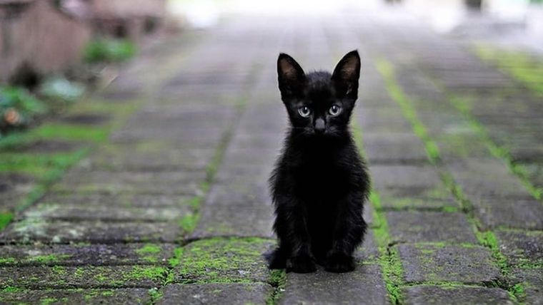 gata, viral, redes sociales