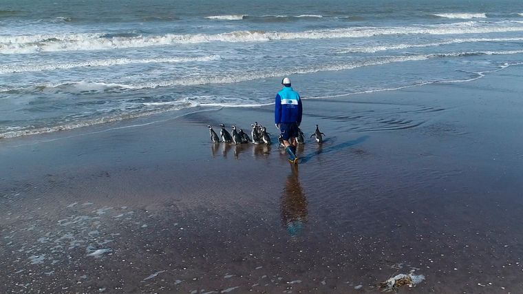 Un grupo de 15 pingüinos regresaron al mar tras ser rescatados con cuadros de desnutrición, empetrolamiento e ingesta de plástico Foto: Fundación Mundo Marino