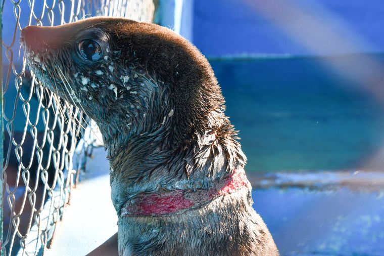 La fauna marina en alerta por la contaminación y la pesca. Foto: Fundación Mundo Marino