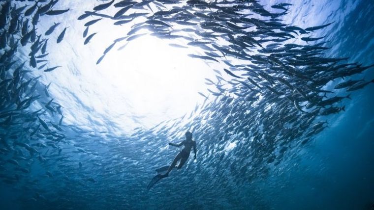 Las áreas de economía azul que más interés suscitan son: el manejo de desechos marinos, economía circular, pesca y acuicultura, restauración de corales y energía marina. Foto: GETTY IMAGES
