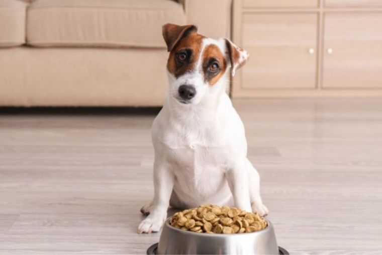 Perro Perro, cuida tu mascota Foto: Purina Latam