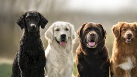 Las razas más obedientes de perros. Foto: Shutterstock Las razas más obedientes de perros. Foto: Shutterstock