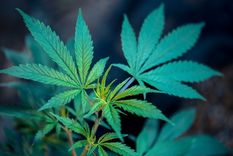 asi es la marihuana legal que se comercializa a traves de internet asi es la marihuana legal que se comercializa a traves de internet