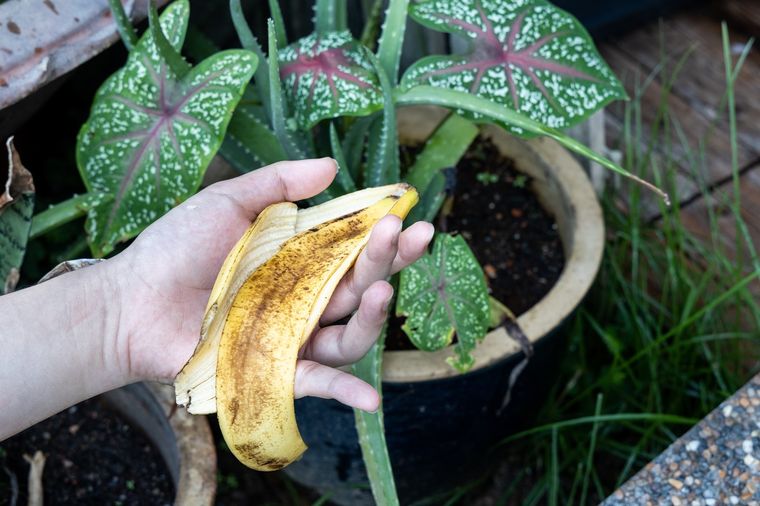 Jardinería. La cáscara de banana será un gran aliado para el cuidado de tus plantas Foto: SHUTTERSTOCK Jardinería. La cáscara de banana será un gran aliado para el cuidado de tus plantas Foto: SHUTTERSTOCK