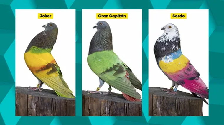 Estas son las aves robadas y que se volvieron virales. Estas son las aves robadas y que se volvieron virales.