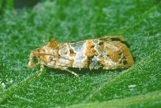 alerta para el control de polilla de la vid