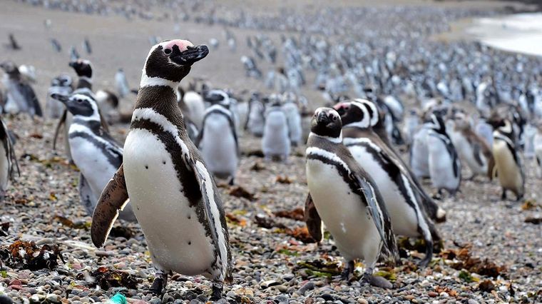 El Gobierno de Chubut lanzará oficialmente este 15 de septiembre la Temporada de Pingüinos 2023-2024 Foto: Municipalidad de Trelew