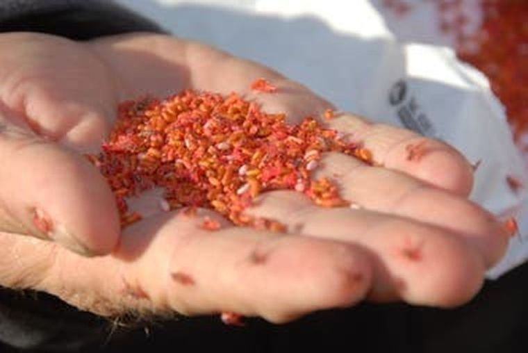 La mosca de los frutos o del Mediterráneo es una plaga dañina para la producción local.