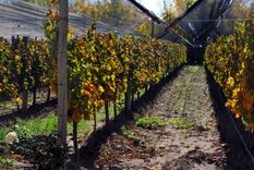 Foto: Pablo Matar/Mediamza.com