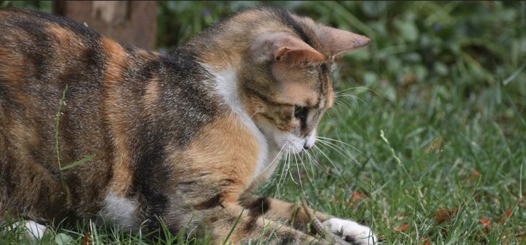 Aunque ellos adoren cazarlas, debemos evitarlo Foto: Shutterstock