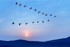 Inspirándose en el relevo dinámico de liderazgo del vuelo en V, es beneficioso rotar roles de liderazgo Foto: Archivo MDZ