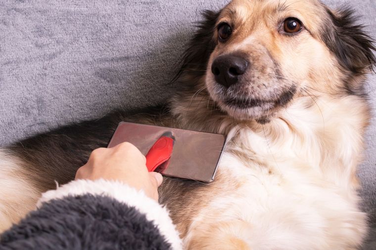 Mascotas Cómo cuidar el pelo de tus perros Foto: Shutterstock