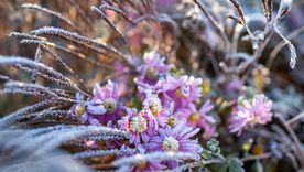 La planta que florece durante el invierno. La planta que florece durante el invierno.