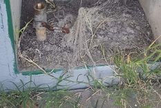 El robo de medidores de gas Foto: Imagen ilustrativa El robo de medidores de gas Foto: Imagen ilustrativa