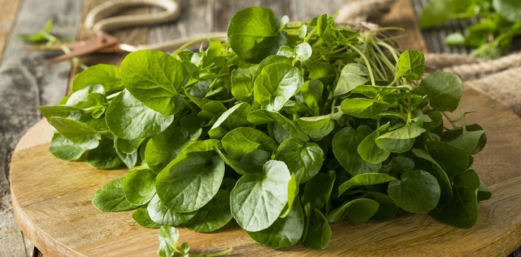 El berro es una verdura con numerosos nutrientes esenciales Foto: Shutterstock