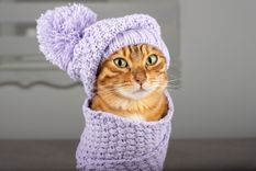 Paso a paso: cómo proteger a tu mascota del frío Foto: Shutterstock