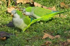 Un alimento simple puede transformar el jardín en un refugio para cotorras y otras aves.