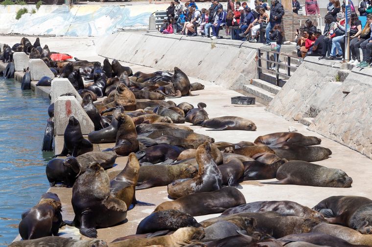 Piden el resguardo de la colonia de lobos marinos Foto: EFE