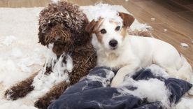 Un estudio explica una curiosa actitud en perros. Foto: Shutterstock