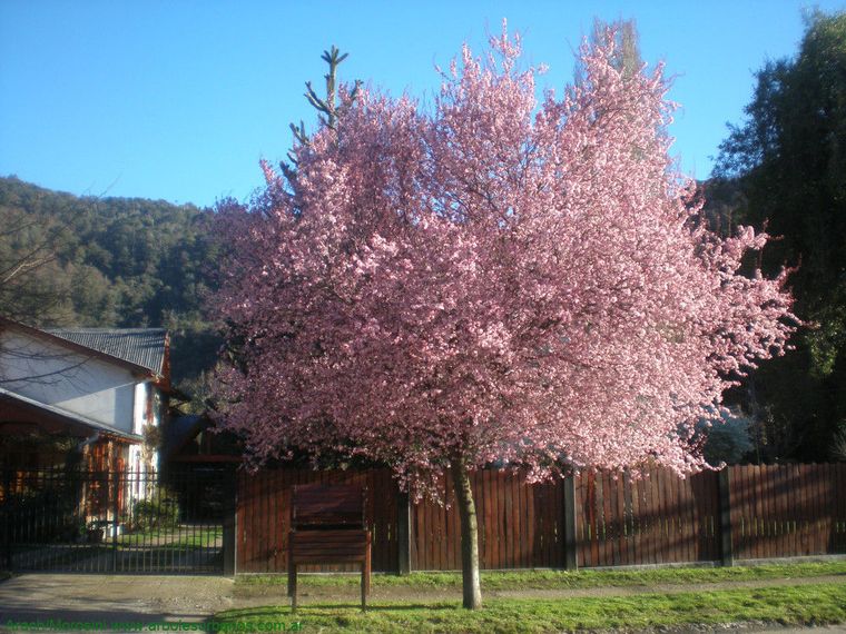 El árbol que da frutos con pocos cuidados. El árbol que da frutos con pocos cuidados.