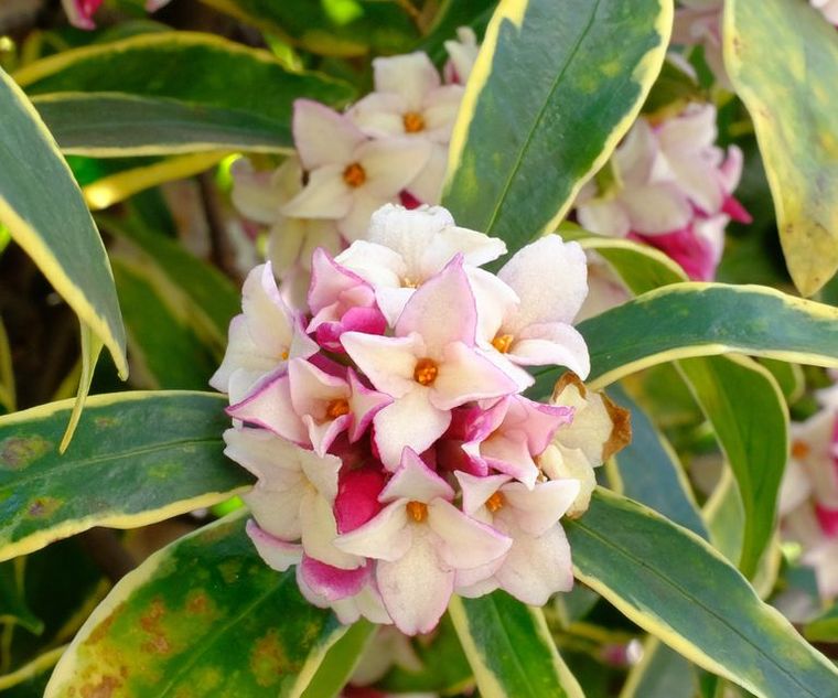 Las variedades cortas de Daphne aportan color y perfume al jardín durante el invierno. Crédito de la imagen: Shutterstock/Shepherdsatellite. Las variedades cortas de Daphne aportan color y perfume al jardín durante el invierno. Crédito de la imagen: Shutterstock/Shepherdsatellite.