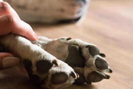 Las mascotas son consideradas parte de la familia. Foto: Archivo