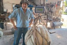 Julio Flores, productor de Alejandro Roca, sorprendió nuevamente cosechando un zapallo de más de 111 kilos. Foto: Gentileza Julio Flores, productor de Alejandro Roca, sorprendió nuevamente cosechando un zapallo de más de 111 kilos. Foto: Gentileza