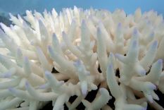 Coral afectado por blanqueamiento. Foto: Dpa.