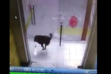 Una puerta de vidrio frustró la persecución