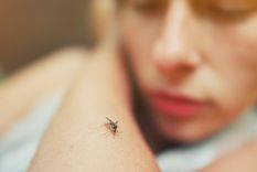 Este viernes el Ministerio de Salud de la provincia de Córdoba dio a conocer que se elevó el número de casos de dengue y la cifra se elevó a 66.155 contagios en total Foto: Shutterstock