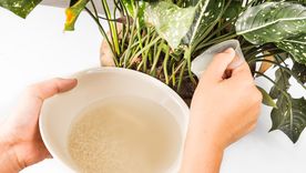 Este ingrediente de la cocina es un excelente abono casero Foto: Shutterstock