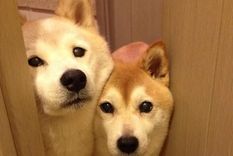 el 99% no aprueba este test de logica