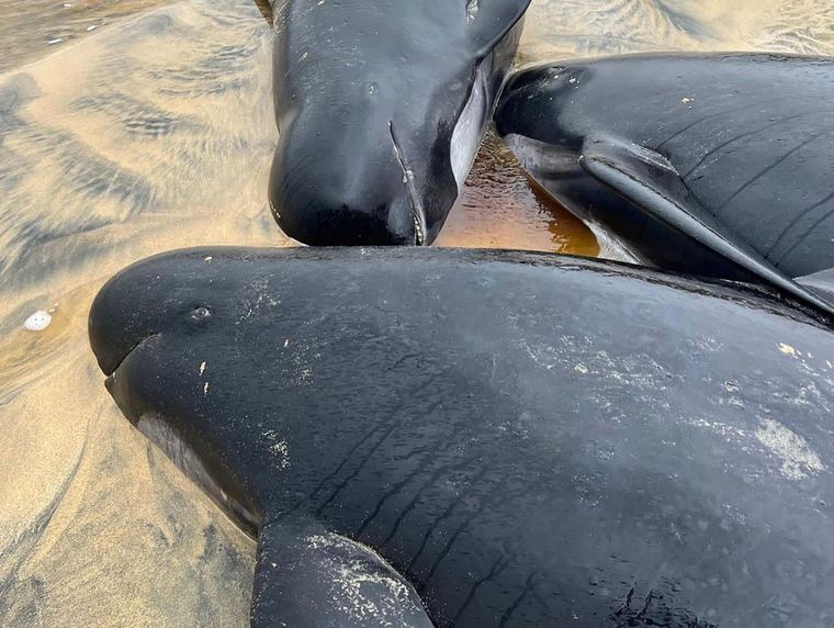 Las ballenas quedaron varadas en una playa en el oeste de Australia. Foto ilustrativa Foto: EFE