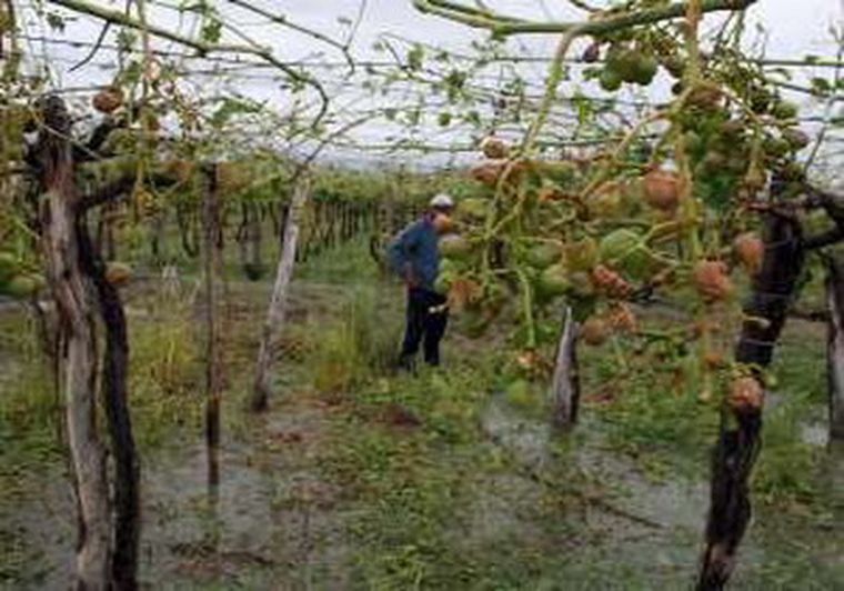 Los daños afectaron a muchos productores.