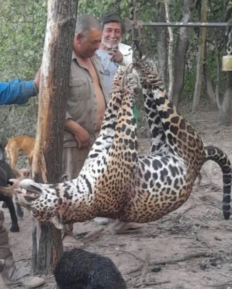 La denuncia fue realizada por la organización ambientalista Voicot Foto: Instagram/@voicot