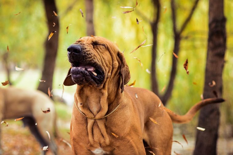 La picardía de los perros a veces juega una mala pasada Foto: SHUTTERSTOCK