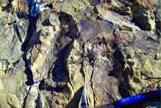 Paleontólogos hallaron huellas de un dinosaurio en Neuquén Foto: Telam