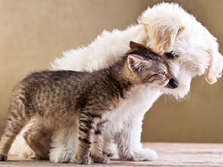 Basta de conflictos: las estrategias infalibles para evitar las riñas entre tu perro y tu gato Sigue estas recomendaciones para tener un hogar en paz. Foto: Shutterstock