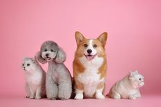 Los perros son grandes compañeros de las personas. Foto: Pixabay - pixabay.com