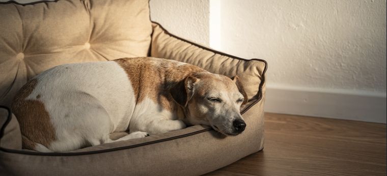 Tener un lugar con sus cosas es fundamental para que tu perro se sienta cómodo Foto: Shutterstock
