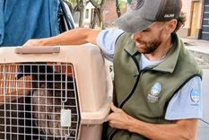 Rescataron un ejemplar juvenil del cóndor andino.&nbsp;