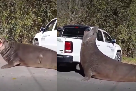 Los vecinos de Ensenada vieron a un elefante marino en la ruta. Los vecinos de Ensenada vieron a un elefante marino en la ruta.