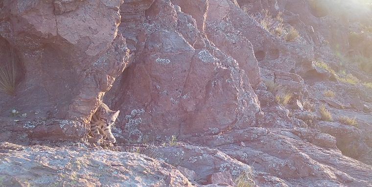 Especialistas aseguran que varias especies mendocinas podrían desaparecer si no se reducen los daños sobre sus hábitats naturales.