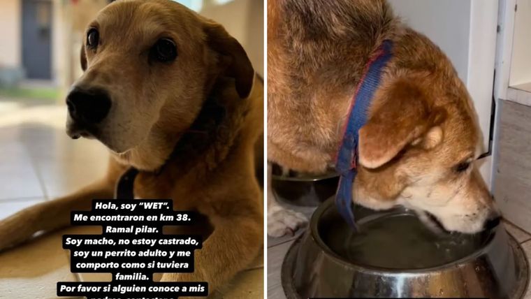 Wet era un perro rescatado. Wet era un perro rescatado.