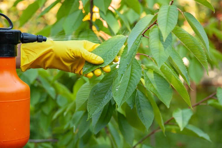JARDÍN ACEITE DE NEEM Foto: SHUTERSTOCK