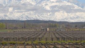 Viñedos en Tupungato, la magnitud de Mendoza. Viñedos en Tupungato, la magnitud de Mendoza.