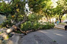 cayo un arbol entero en la quinta seccion y de milagro no hubo heridos cayo un arbol entero en la quinta seccion y de milagro no hubo heridos