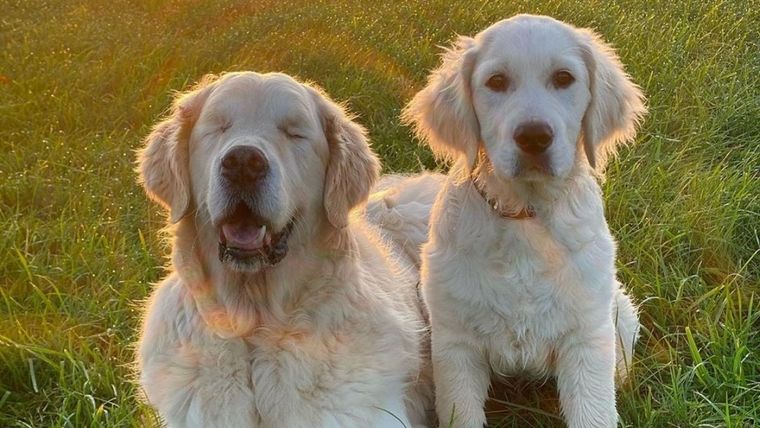 Tao, Perro, Glaucoma