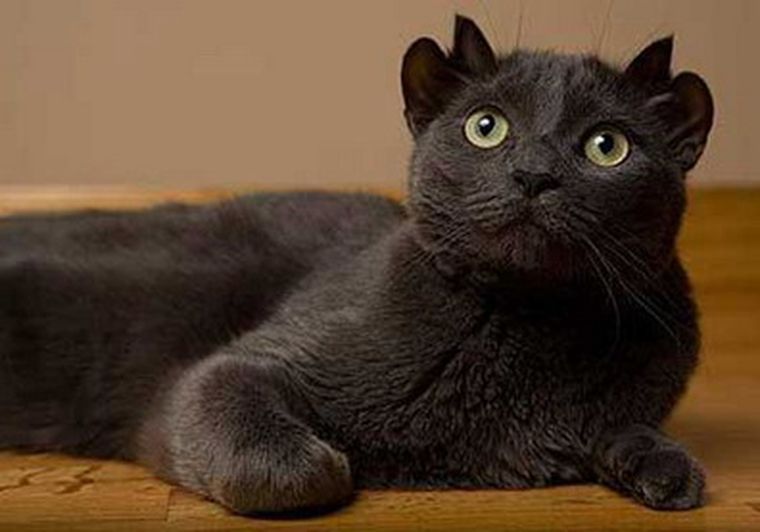 Los veterinarios aseguran que no han visto nada igual. Foto: Telegraph